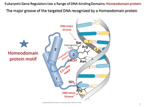 BY511 - Lecture 17 - Helix-turn-helix (HTH) Protein Motif Flashcards ...