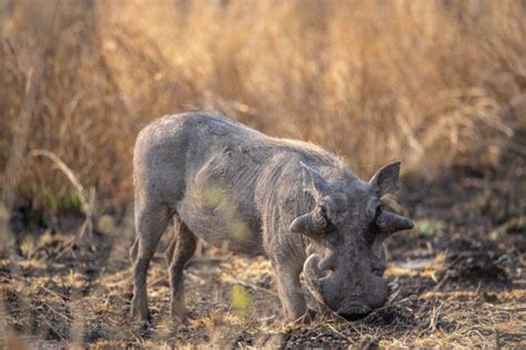 13 Wild Animals in Djibouti [Wildlife in Djibouti] - Kevmrc