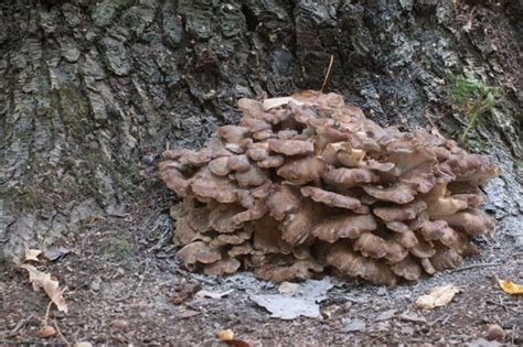 All About the Delicious Hen of the Woods Mushrooms (Maitake), How to ...