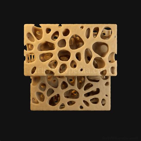 3D Normal Histology of Spongy Bone Structure