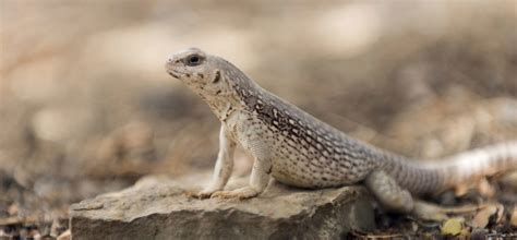 Desert Iguana | Zoo Med Laboratories, Inc.