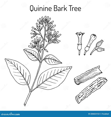 Quinine Bark Tree Cinchona Officinalis , Medicinal Plant Cartoon Vector ...