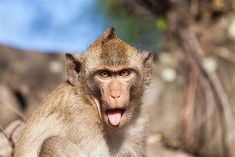 Rhesus Monkey Facts: Animals of Asia - WorldAtlas