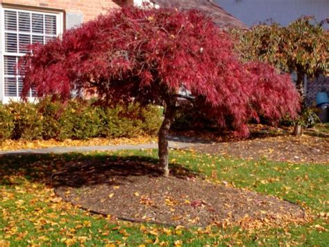 How to Prune a Japanese Maple Tree