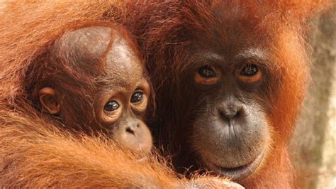 Orangutan Conservation | Chuffed | Non-profit charity and social enterprise fundraising