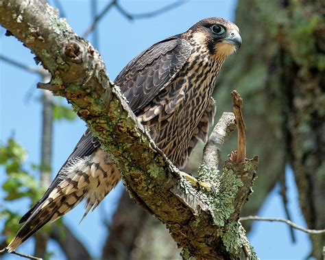 Juvenile Peregrine Falcon 2 Photograph by Lara Ellis