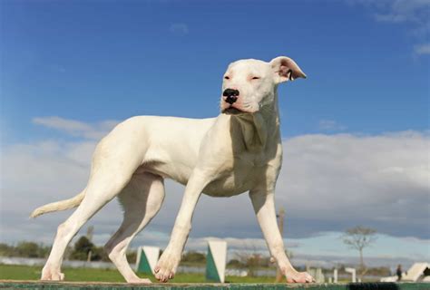 Cane Corso vs Dogo Argentino vs Presa Canario - Who Wins? | PawLeaks