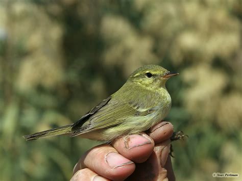 Green Warbler (Phylloscopus nitidus), Kibbutz Nativa-ha'Lamed-He'i, 30 ...