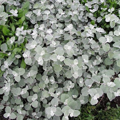 Helichrysum Petiolare Silver | Licorice plant, Silver plant, Plants