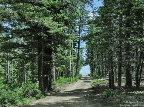 Kaibab National Forest Arizona