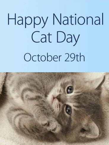 Kitty Cat National Cat Day | Birthday & Greeting Cards by Davia | National cat day, Cat day, Cats