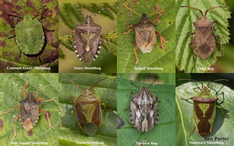 Ben Porter Wildlife Photography: Photographic Advent Calendar, Day 4: Shield Bugs