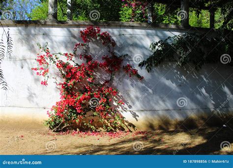 Great Bougainvillea Along The White Wall. Bougainvillea Spectabilis ...