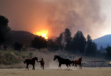 Haunting Pictures Show Animals Fleeing The California Wildfires ...