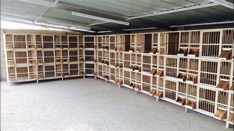 New pigeons wood breeding cages design / pigeon coops ( birds videos) - YouTube - YouTube