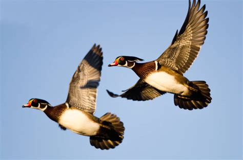 940+ Wood Duck Flying Stock Photos, Pictures & Royalty-Free Images - iStock