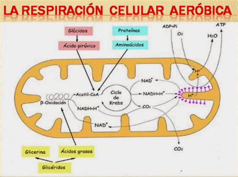 Tareas