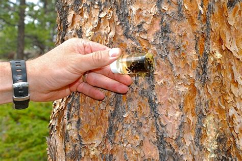 Pine Beetle | Coniferous Forest