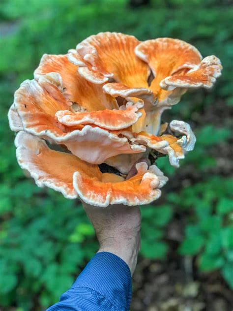 White Chicken of the Woods (Laetiporus cincinnatus)