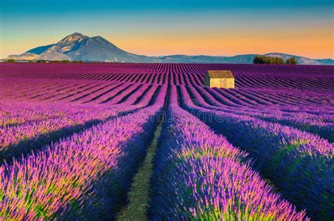 Breathtaking Nature Landscape with Lavender Fields in Provence ...