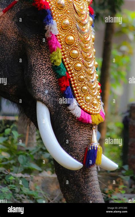 elephant in kerala temple festival Stock Photo - Alamy