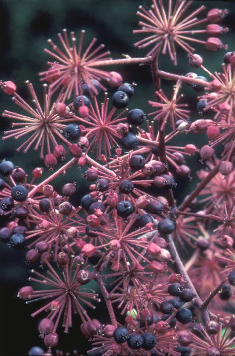 Aralia racemosa (American spikenard): Go Botany