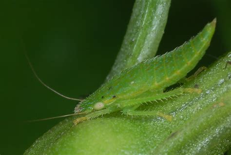 Family Cicadellidae – ENT 425 – General Entomology