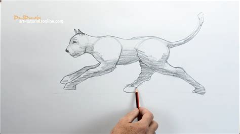 How to Draw a Cat Running - YouTube