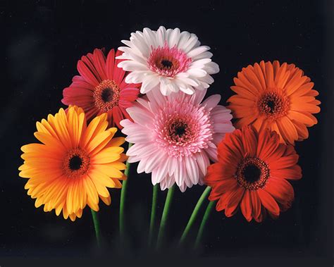 🔥 [70+] Gerber Daisy Wallpapers | WallpaperSafari