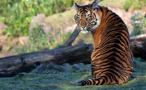 Picture Tigers Pose Human back sit Back view Animals