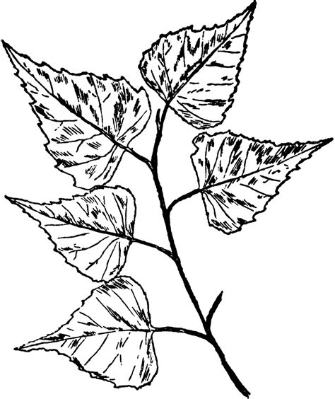 Birch Tree Leaf Template Sketch Coloring Page