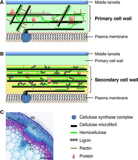 Frontiers | NAC-MYB-based transcriptional regulation of secondary cell wall biosynthesis in land ...