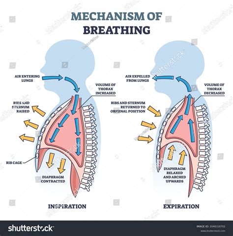 Inhalation Exhalation Diagram Photos and Images & Pictures | Shutterstock