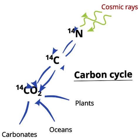 Carbon Dating: Principle, Methods, Examples, and Limitations