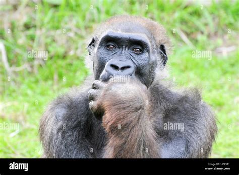 close up portrait of a thinking gorilla in captivity Stock Photo - Alamy