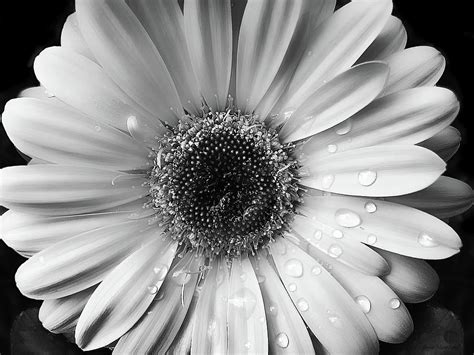 🔥 [40+] Black and White Daisy Wallpapers | WallpaperSafari