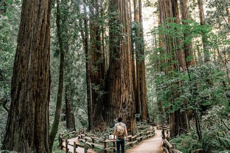 Muir Woods & Sausalito Tour From San Francisco | Gray Line