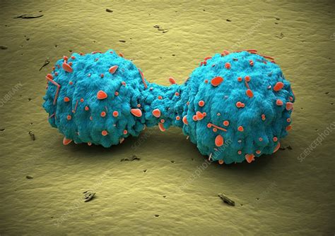 Lung cancer cell division, artwork - Stock Image - C013/4630 - Science ...