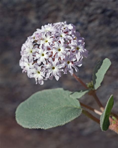 Desert Sand-verbena (Abronia villosa) | Plants, Flora, Deserts