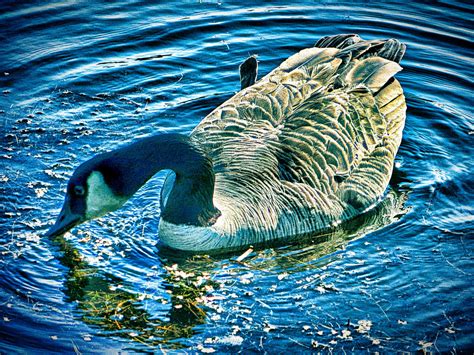 Blue Goose by Legrandzilla on DeviantArt