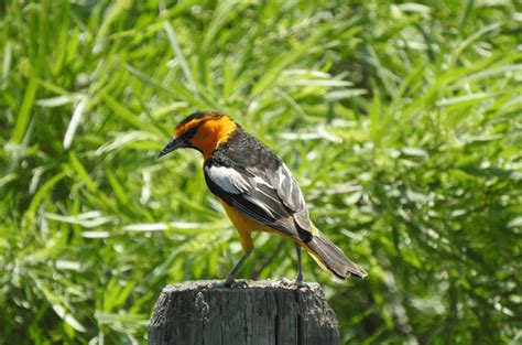 Types of Orioles (5 Northern American Species) - Happy Birding