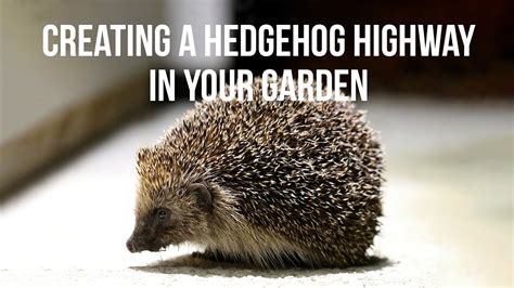 Creating a Hedgehog highway in your garden. - YouTube