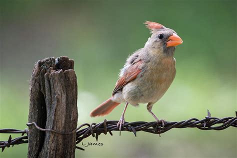 Juvenile Northern Cardinal Photograph by Larry Pacey - Pixels