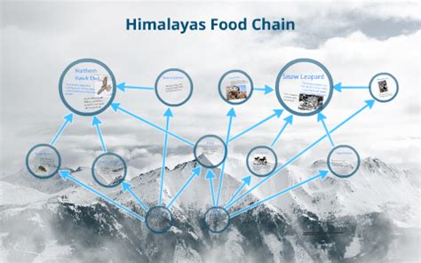 Snow Leopard Food Web by Thomas Felt on Prezi