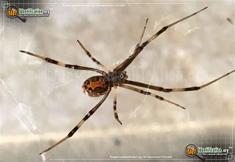 Female Brown Widow Spider