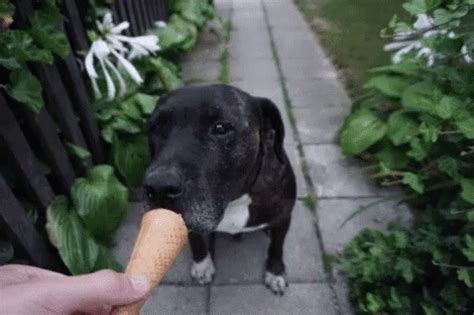 Dog Ice Cream GIF - Dog IceCream Eat - Discover & Share GIFs