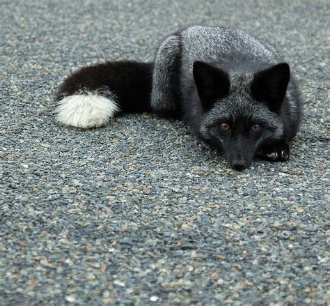 beautiful-wildlife: “ Silver Fox Kit by matt knoth ” | Pet fox, Animals beautiful, Animals