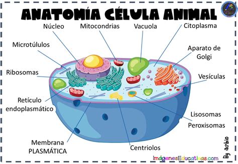 CÉLULA ANIMAL ANATOMÍA – Imagenes Educativas