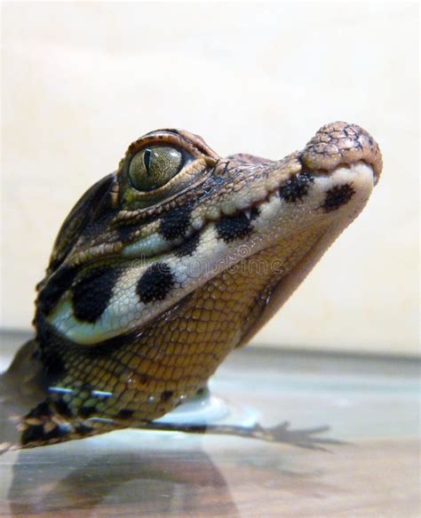 Dwarf crocodile baby stock image. Image of osteolaemus - 34886047