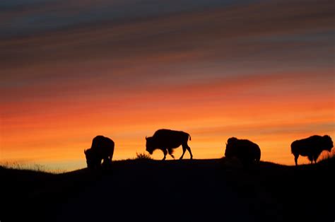 Free Images : landscape, nature, horizon, silhouette, walking, sky ...